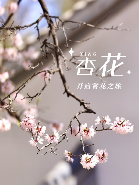 追花指南第六期！杏花雨 楊柳風(fēng) 北京最美的杏花在這里