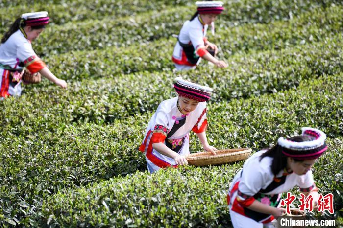 白族村民在茶園采摘?！钊A峰 攝