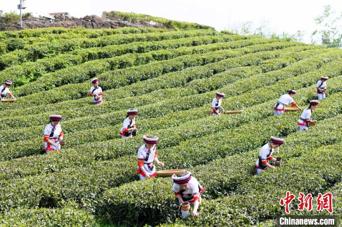 眾多白族村民身著民族服飾走進(jìn)茶園采摘?！钊A峰 攝