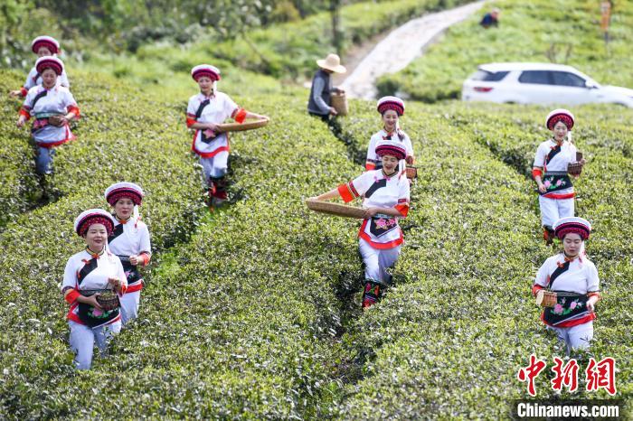 白族村民走進(jìn)茶園采摘?！钊A峰 攝