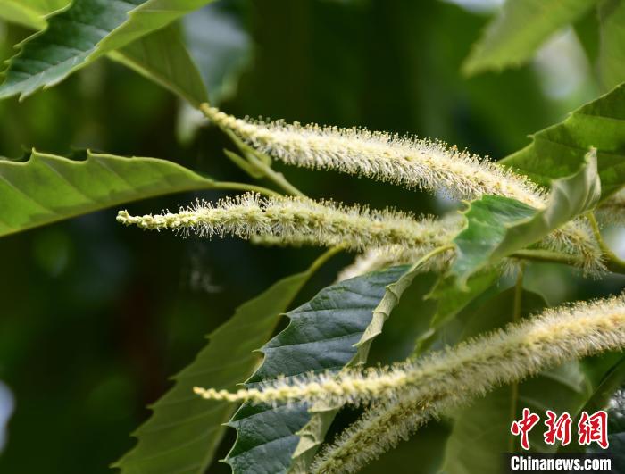 毛茸茸的栗花?！『略破?攝