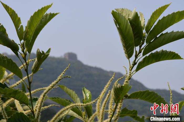 長城腳下，“栗”花盛開?！『略破?攝