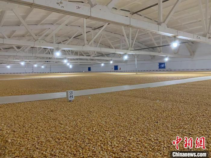 倉內(nèi)清涼干爽、遍地金黃，上千平方米的糧食盡收眼底?！⊥趸萘?攝