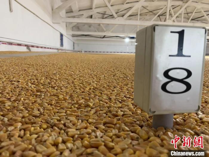 數(shù)千噸的小麥、玉米如同一塊塊被“切平”的巨型蛋糕“鑲嵌”在地面上?！⊥趸萘?攝