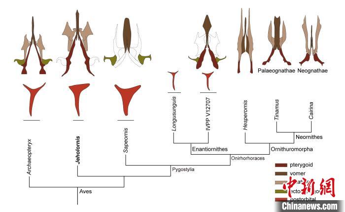 最原始鳥類“熱河鳥”最新研究：嗅覺更好、日行主導
