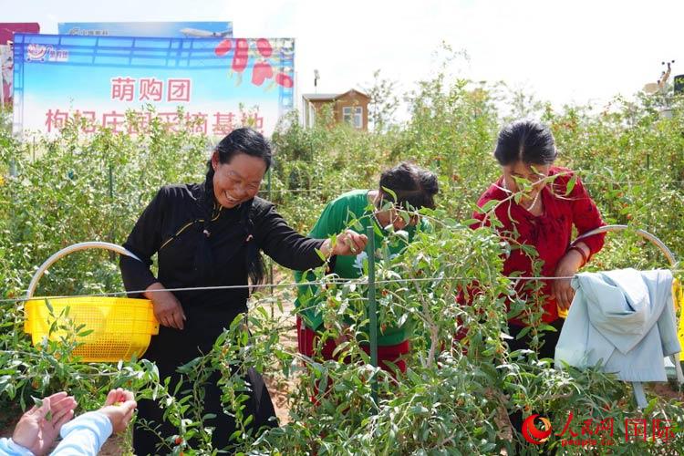 中寧縣來自西海固的移民大姐們一邊采摘新鮮枸杞一邊歌唱，笑由心生。人民網(wǎng)記者 何蒨攝