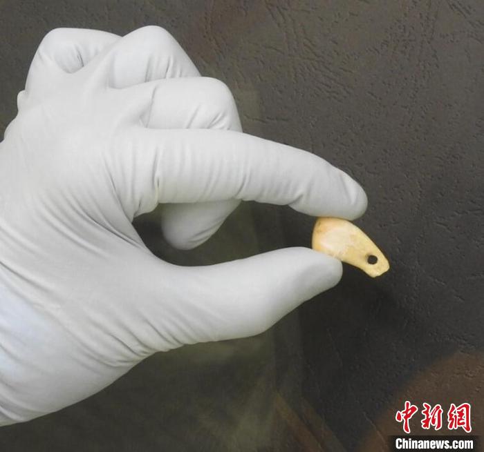 打孔鹿牙墜飾提取DNA后(圖片來自馬克斯·普朗克演化人類學(xué)研究所)?！∈┢樟指瘛ぷ匀?供圖