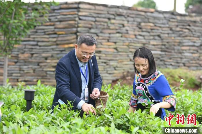 東盟國家媒體記者在辰龍關(guān)茶園采茶?！钊A峰 攝