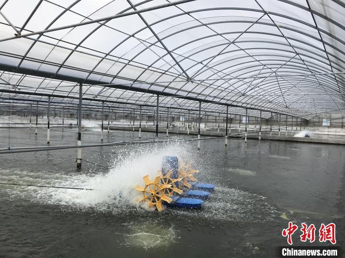 南美白對蝦養(yǎng)殖基地。　象山蝦蟹科技小院供圖