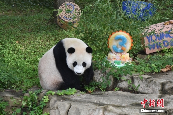 當(dāng)?shù)貢r(shí)間8月21日，旅美大熊貓幼崽“小奇跡”迎來3周歲生日。華盛頓國(guó)家動(dòng)物園給“小奇跡”舉辦了“生日派對(duì)”，眾多游客前來給“小奇跡”慶生。<a target='_blank' href='/'><p  align=