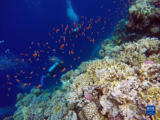  10月2日，人們在埃及西奈半島達哈布藍洞內的珊瑚旁深潛。新華社記者 隋先凱 攝