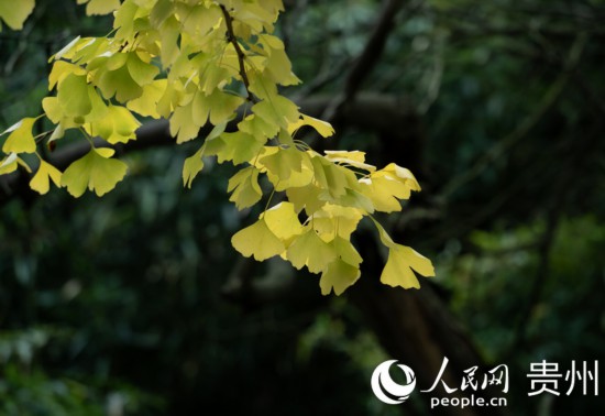 觀山湖公園秋意漸濃。人民網(wǎng) 陽茜攝