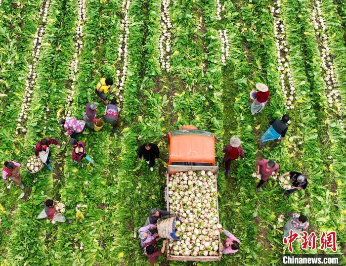 資料圖：村民在采收白蘿卜。劉永紅 攝