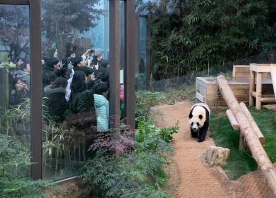 2月20日，韓國民眾在韓國愛寶樂園參觀大熊貓“福寶”。新華社記者姚琪琳攝