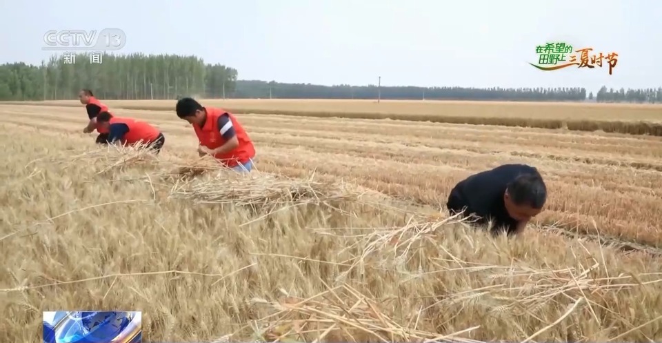 “三夏”生產(chǎn)思維導(dǎo)圖安排上了！還有政府大院等你來“曬”