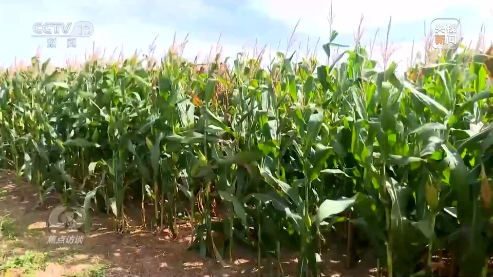 焦點(diǎn)訪(fǎng)談丨一粒良種 萬(wàn)擔(dān)好糧 探索農(nóng)作物高產(chǎn)高質(zhì)“新密碼”