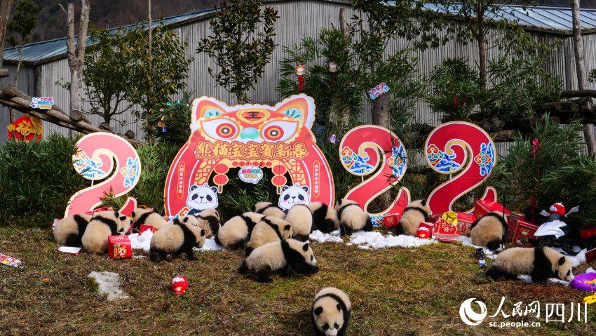熊貓寶寶賀新春、迎冬奧。李傳有攝