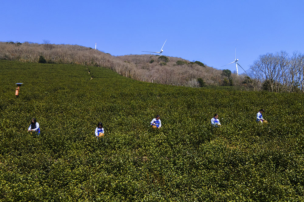 茶農(nóng)們搶抓晴好天氣采摘春茶。楊云中攝