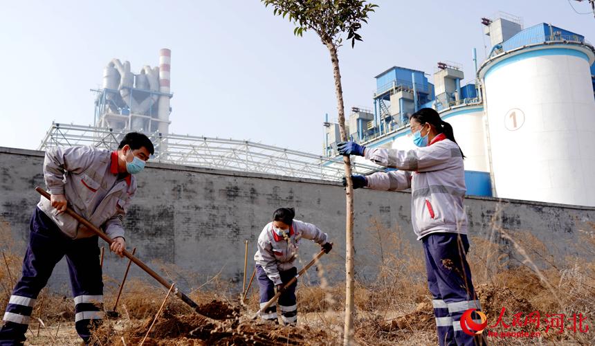 邢臺金隅職工在石邢公路沿線植樹。 宋繼昌攝