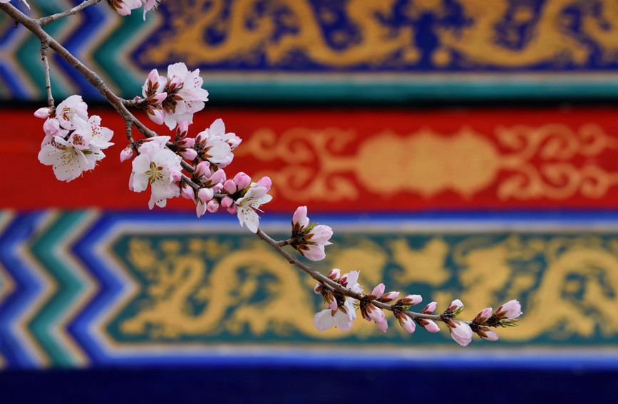 “云”賞桃花相映紅。紅橋區(qū)委宣傳部供圖