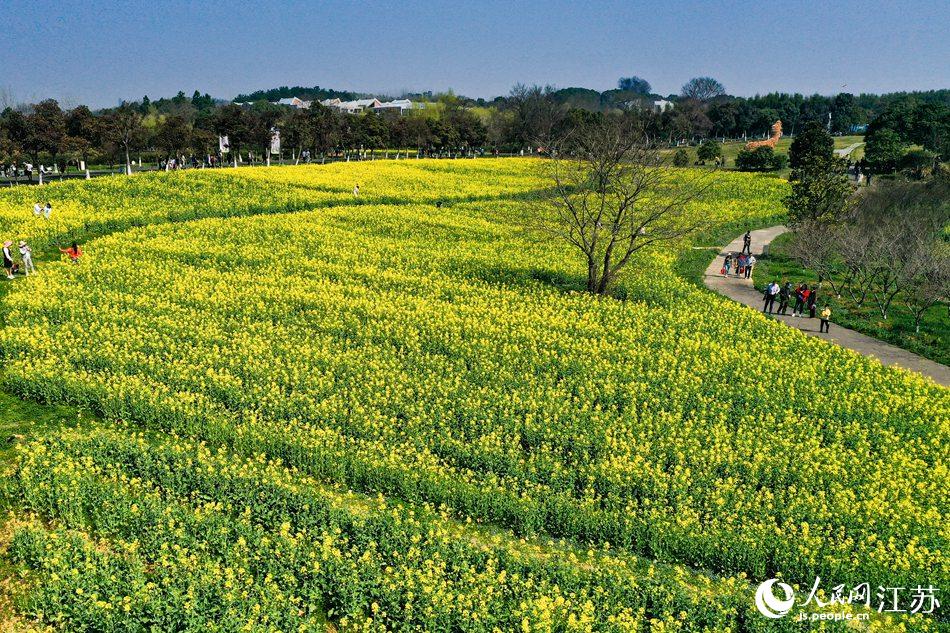 高淳區(qū)椏溪國(guó)際慢城桃花扇廣場(chǎng)油菜花田。劉列攝