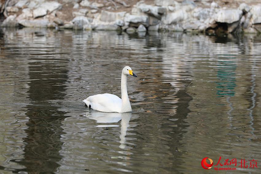 北京動物園水禽湖上，水鳥游弋其中，傳遞春的消息。人民網(wǎng) 尹星云攝