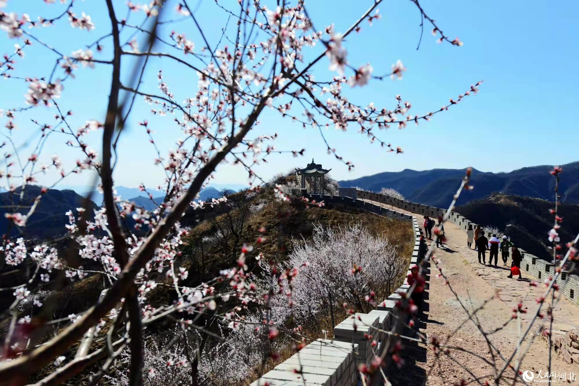 邢臺九龍峽景區(qū)鮮花盛開。 馬健攝
