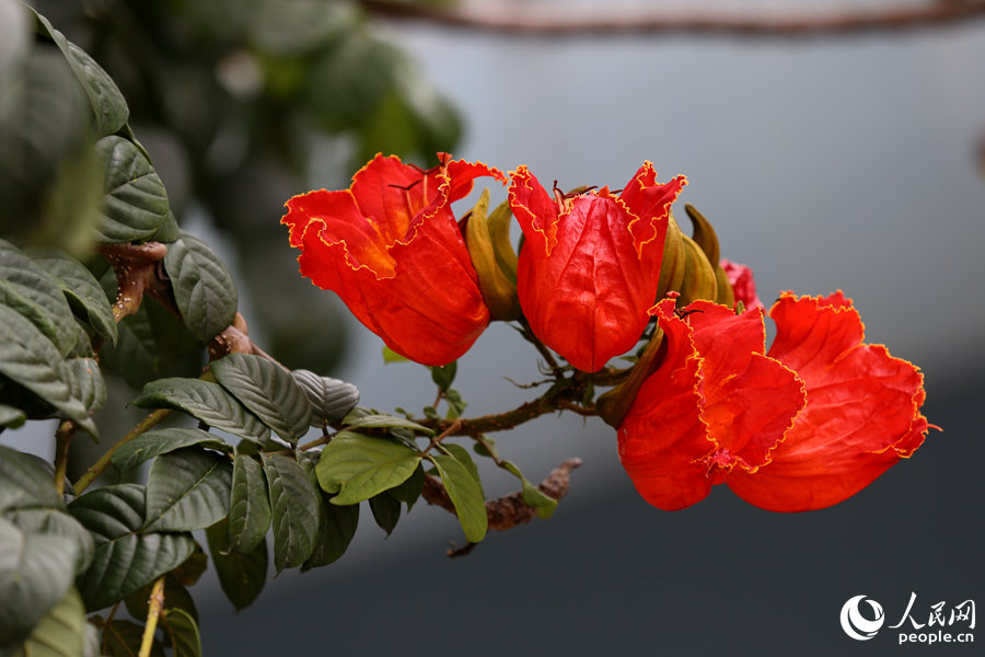火焰木花朵呈紅色或橙紅色。人民網(wǎng) 陳博攝