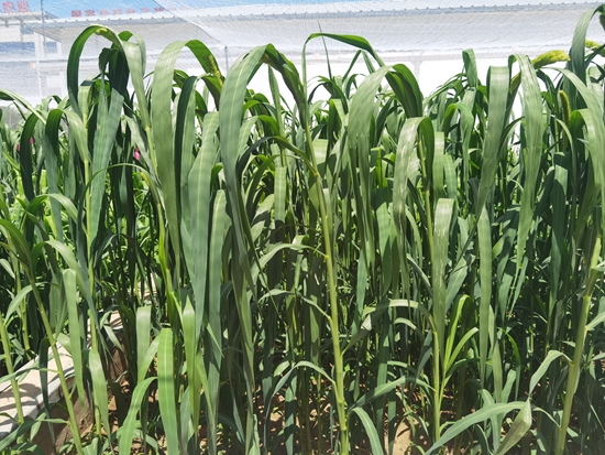 河北省張家口農(nóng)科院試驗(yàn)田中的“張雜谷”正在茂盛生長。 受訪者供圖