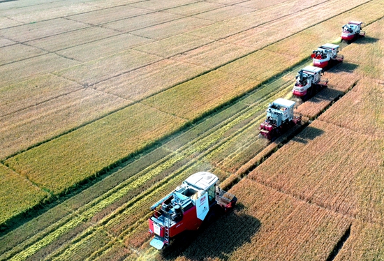 今年6月，河北省衡水市阜城縣碼頭鎮(zhèn)戈家墳村的麥田里，大型聯(lián)合收割機(jī)“組團(tuán)”作業(yè)。 苗鳳強(qiáng)攝