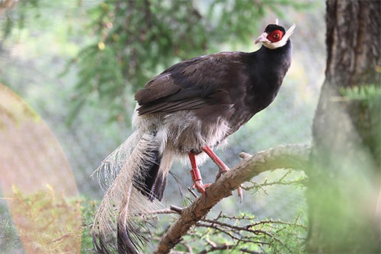 小五臺山國家級自然保護區(qū)繁育基地中的褐馬雞。姚偉強攝