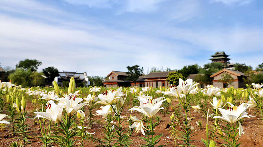 北京世園公園百合陸續(xù)盛放。（北京世園公園供圖）
