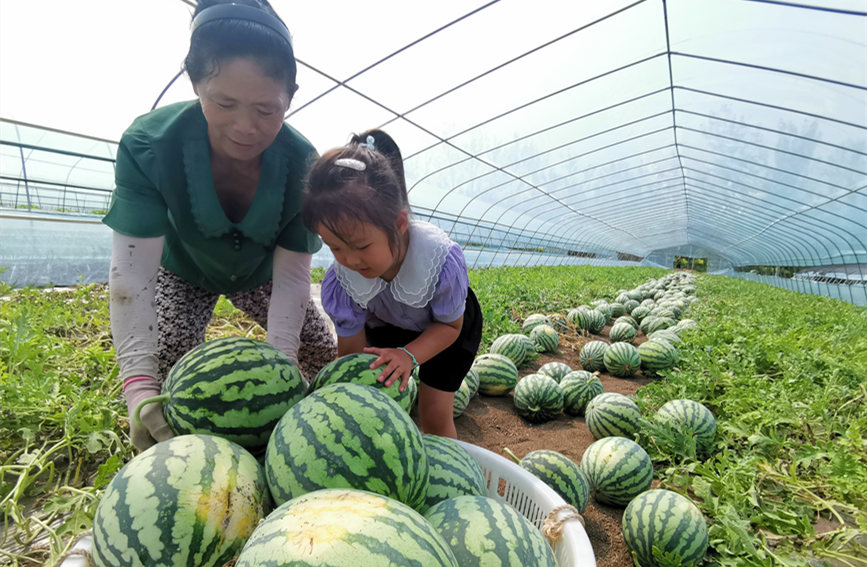 在北辰區(qū)雙街鎮(zhèn)的西瓜種植基地內(nèi)，種植農(nóng)戶們正忙著采收。陳立興攝