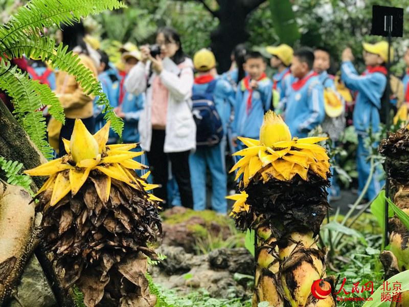 植物館里的地涌金蓮。地涌金蓮原產(chǎn)中國云南，為中國特產(chǎn)花卉。人民網(wǎng) 董兆瑞攝