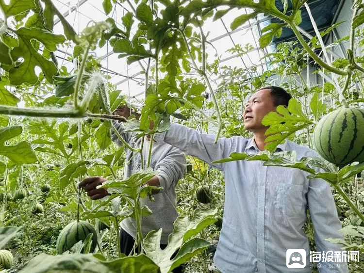 西瓜、藍(lán)莓、草莓上高原！山東濰坊援藏組因地制宜打造特色蔬菜發(fā)展中心
