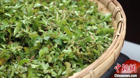 圖為班瑪藏雪茶。　孫睿 攝