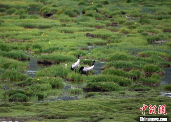 圖為祁連山國家公園青海片區(qū)內(nèi)的黑頸鶴?！∑钸B山國家公園青海省管理局供圖 攝