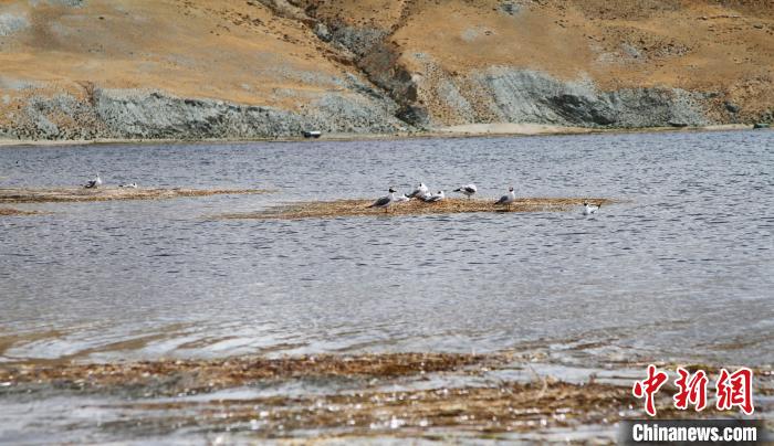 圖為瑪旁雍錯濕地棲息的水鳥?！≮w朗 攝