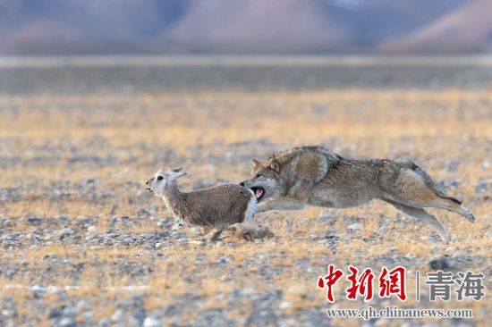 圖為獲獎(jiǎng)作品。同海元供圖
