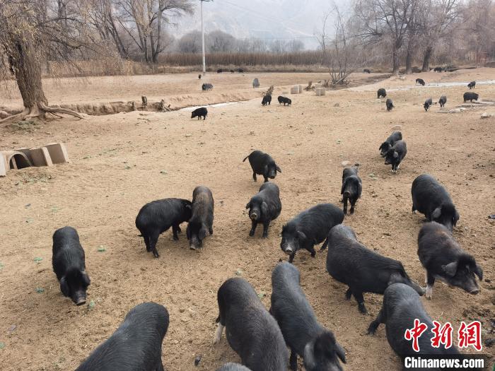 圖為藏香豬。　祁增蓓 攝