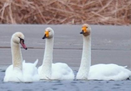 圖為疣鼻天鵝與大天鵝?！∏嗪?guó)家公園觀鳥協(xié)會(huì)供圖 攝