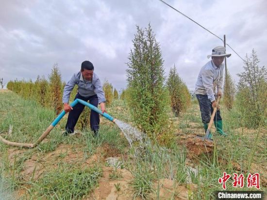 圖為扎西和村民給樹澆水?！∑钤鲚怼z