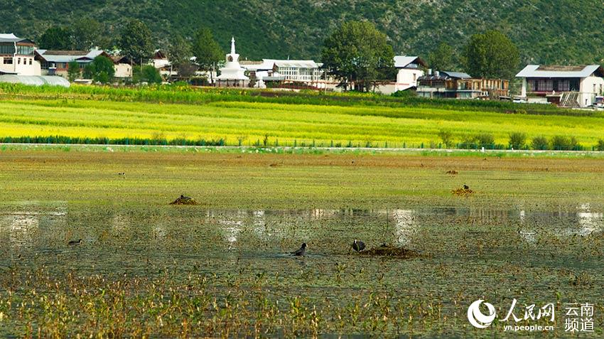 納帕海成為鳥類遷徙停留地。呂昊辰攝