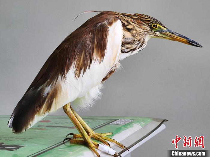 圖為被救助的國家一級(jí)重點(diǎn)保護(hù)動(dòng)物池鷺?！×鴿商?攝