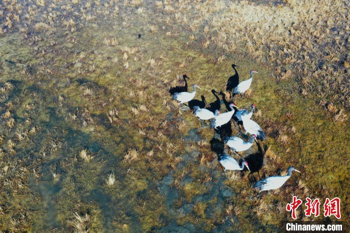 圖為黑頸鶴群在濕地中曬太陽(yáng)?！】姥?攝