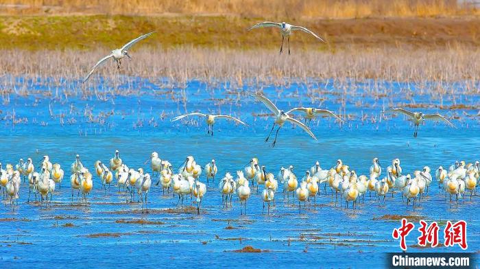 沿海濕地，鳥(niǎo)類(lèi)天堂?！←}城市委宣傳部供圖
