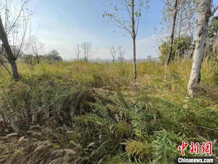 發(fā)現(xiàn)的加拿大一枝黃花?！畈?攝