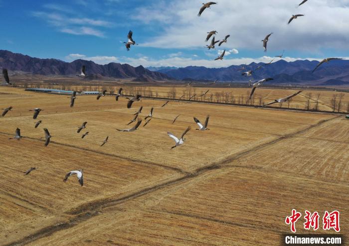 圖為黑頸鶴在拉薩市林周縣境內飛翔。　貢嘎來松 攝