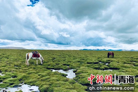 圖為長(zhǎng)江南源沼澤濕地。李江寧攝