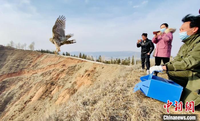 青海：救助、放歸四只國家二級保護野生動物